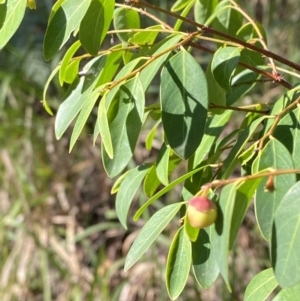 Breynia oblongifolia at Broulee, NSW - 19 Apr 2023 03:28 PM