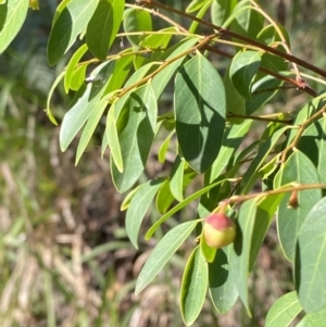 Breynia oblongifolia at Broulee, NSW - 19 Apr 2023