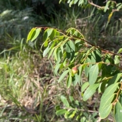 Breynia oblongifolia at Broulee, NSW - 19 Apr 2023 03:28 PM