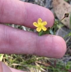 Hypericum gramineum (Small St Johns Wort) at Broulee, NSW - 19 Apr 2023 by Tapirlord