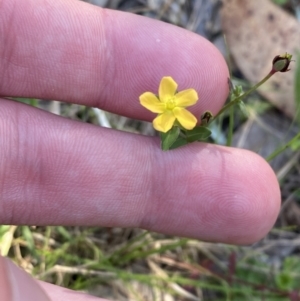 Hypericum gramineum at Broulee, NSW - 19 Apr 2023