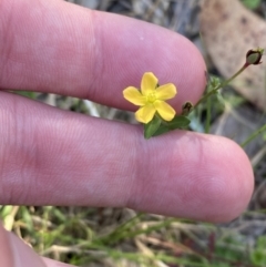 Hypericum gramineum at Broulee, NSW - 19 Apr 2023