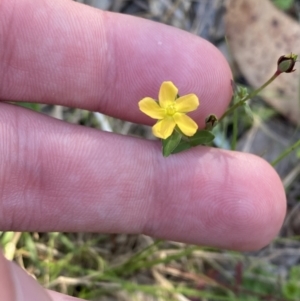 Hypericum gramineum at Broulee, NSW - 19 Apr 2023