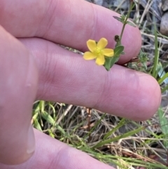 Hypericum gramineum at Broulee, NSW - 19 Apr 2023