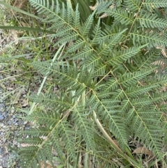 Pteridium esculentum (Bracken) at Broulee, NSW - 19 Apr 2023 by Tapirlord