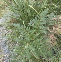 Pteridium esculentum at Broulee, NSW - 19 Apr 2023 02:58 PM