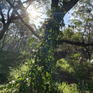 Leichhardtia rostrata at Broulee, NSW - 19 Apr 2023
