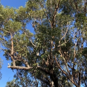 Eucalyptus botryoides at Broulee Moruya Nature Observation Area - 19 Apr 2023