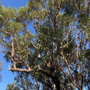 Eucalyptus botryoides at Broulee Moruya Nature Observation Area - 19 Apr 2023 03:03 PM