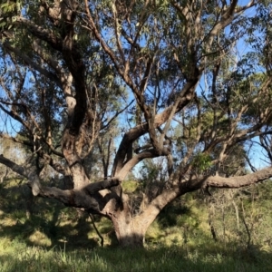 Eucalyptus botryoides at Broulee Moruya Nature Observation Area - 19 Apr 2023