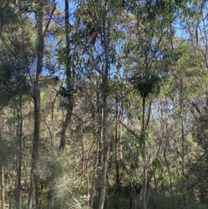 Acacia implexa at Broulee, NSW - 19 Apr 2023 02:56 PM