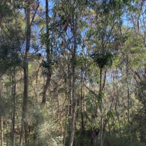 Acacia implexa at Broulee, NSW - 19 Apr 2023