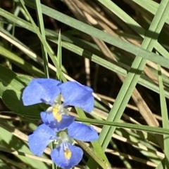 Commelina cyanea (Scurvy Weed) at Broulee, NSW - 19 Apr 2023 by Tapirlord