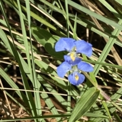 Commelina cyanea at Broulee, NSW - 19 Apr 2023