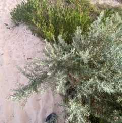 Olearia axillaris (Coast Daisy-bush) at Batemans Marine Park - 18 Apr 2023 by Tapirlord