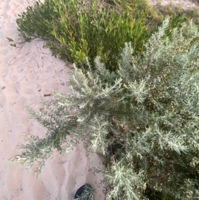 Olearia axillaris (Coast Daisy-bush) at Broulee, NSW - 18 Apr 2023 by Tapirlord