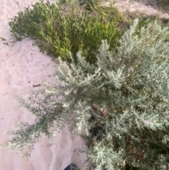 Olearia axillaris at Broulee, NSW - 18 Apr 2023 05:39 PM