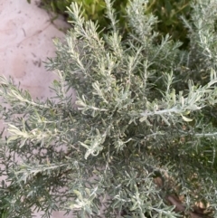 Olearia axillaris at Broulee, NSW - 18 Apr 2023 05:39 PM