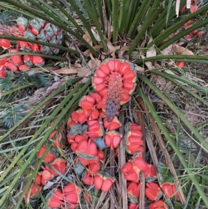 Macrozamia communis at Broulee, NSW - 18 Apr 2023