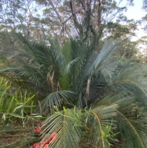 Macrozamia communis at Broulee, NSW - 18 Apr 2023