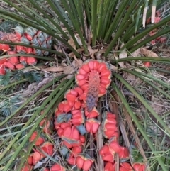 Macrozamia communis at Broulee, NSW - 18 Apr 2023