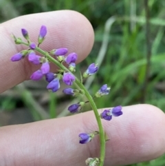 Oxytes brachypoda (Large Tick-trefoil) at Broulee, NSW - 18 Apr 2023 by Tapirlord