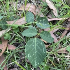 Oxytes brachypoda at Broulee, NSW - 18 Apr 2023 05:17 PM