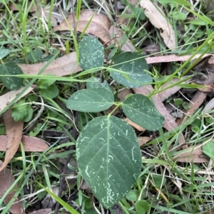 Oxytes brachypoda at Broulee, NSW - 18 Apr 2023