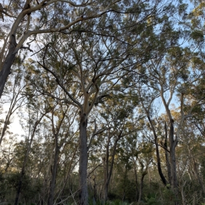 Eucalyptus pilularis (Blackbutt) at Broulee Moruya Nature Observation Area - 18 Apr 2023 by Tapirlord