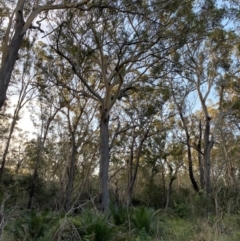 Eucalyptus pilularis at Broulee, NSW - 18 Apr 2023