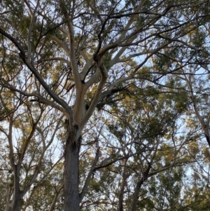 Eucalyptus pilularis at Broulee, NSW - 18 Apr 2023