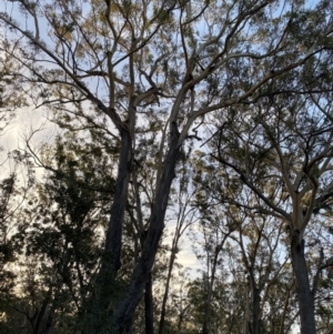 Eucalyptus pilularis at Broulee, NSW - 18 Apr 2023