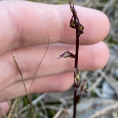 Acianthus exsertus (Large Mosquito Orchid) at Broulee Moruya Nature Observation Area - 18 Apr 2023 by Tapirlord