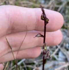 Acianthus exsertus at Broulee, NSW - 18 Apr 2023