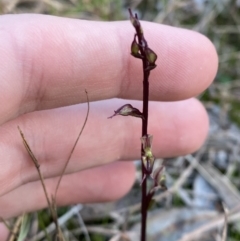 Acianthus exsertus at Broulee, NSW - suppressed