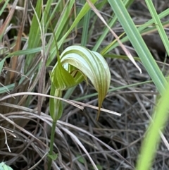 Pterostylis revoluta (Autumn Greenhood) at Broulee Moruya Nature Observation Area - 18 Apr 2023 by Tapirlord