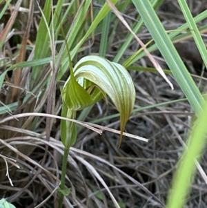 Pterostylis revoluta at Broulee, NSW - 18 Apr 2023