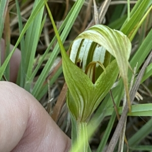 Pterostylis revoluta at Broulee, NSW - 18 Apr 2023