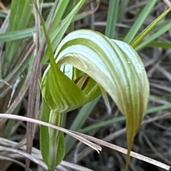 Pterostylis revoluta at suppressed - 18 Apr 2023