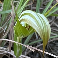 Pterostylis revoluta at Broulee, NSW - 18 Apr 2023