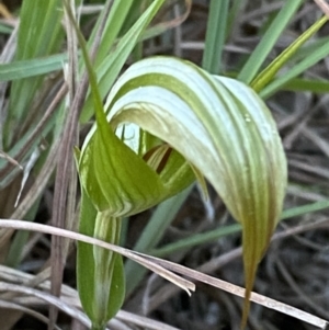 Pterostylis revoluta at Broulee, NSW - 18 Apr 2023