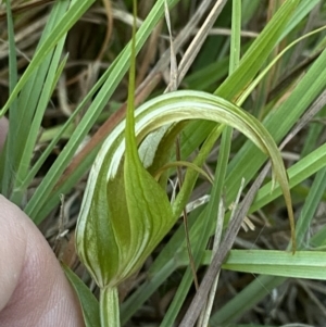 Pterostylis revoluta at Broulee, NSW - 18 Apr 2023