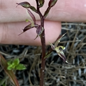 Acianthus exsertus at Broulee, NSW - suppressed