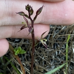 Acianthus exsertus at Broulee, NSW - suppressed