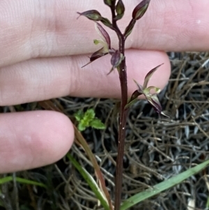 Acianthus exsertus at Broulee, NSW - suppressed