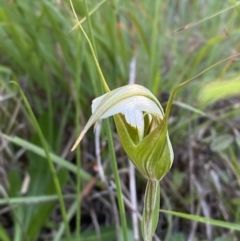 Pterostylis revoluta (Autumn Greenhood) at Broulee, NSW - 18 Apr 2023 by Tapirlord