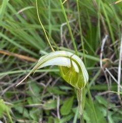 Pterostylis revoluta at Broulee, NSW - suppressed