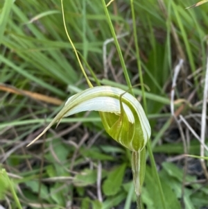 Pterostylis revoluta at Broulee, NSW - 18 Apr 2023