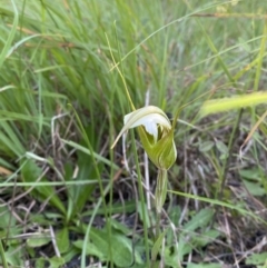 Pterostylis revoluta at Broulee, NSW - 18 Apr 2023