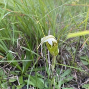 Pterostylis revoluta at suppressed - 18 Apr 2023